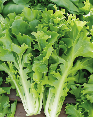Semi di indivia Batavian Green (Cichorium endivia) – ortaggio annuale