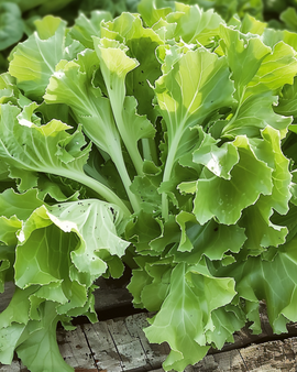 Endive Seeds Cichorium Endivia Annual Avantgarde Variety