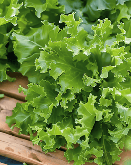 Semi di indivia riccia Cichorium Endivia annuale Frisee