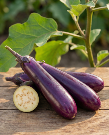 Semi di melanzana Violetta Lunga 2 Long Purple (Solanum melongena) – ortaggio annuale da SeedsChoice