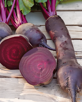 Semi di barbabietola Cylindra Beta Vulgaris varietà annuale