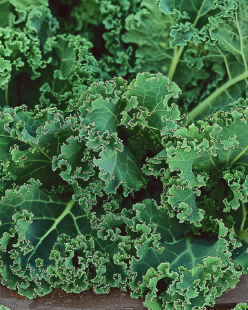 Semi di cavolo riccio Westlandse Herfst Late (Brassica oleracea) – ortaggio annuale