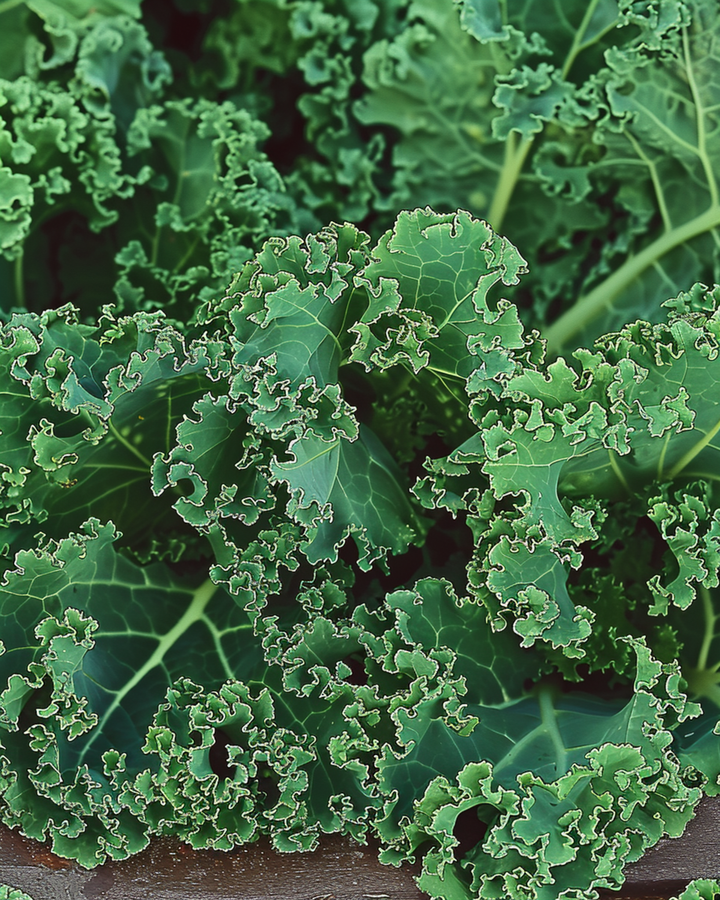 Curly Kale Westlandse Herfst Late seeds (Brassica oleracea) – annual vegetable