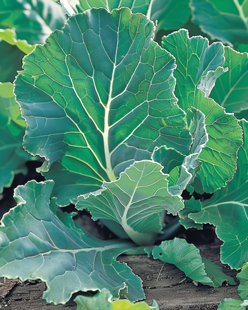 Greens Blauwe Groninger seeds (Brassica napus) – annual vegetable