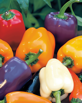 Sweet Pepper Seeds Capsicum Annuum 5 Colour Mix Annual