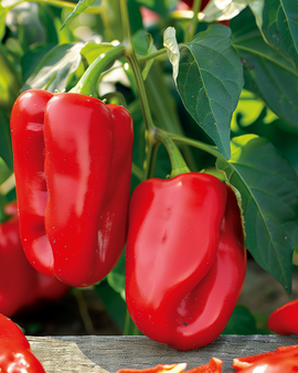 Sweet Pepper Seeds Reina F1 Capsicum Annuum Annual Variety