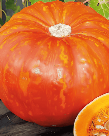 Semi di zucca Rouge Vif D'etampes (Cucurbita maxima) – ortaggio annuale