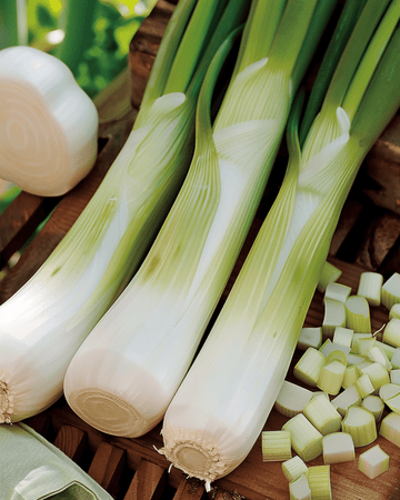 Semi di porro Zwitserse Reuzen (Allium porrum) – ortaggio annuale