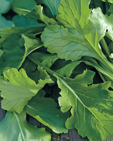 Namenia Greens seeds (Brassica rapa) – annual vegetable