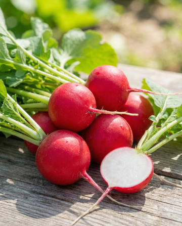 Ravanello Saxa 2 (Raphanus sativus) – semi per orto annuali di SeedsChoice
