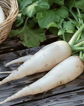 White Icicle Radish Seeds Raphanus Sativus Annual