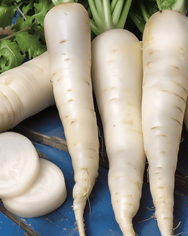 Radish Seeds April Cross F1 Raphanus Sativus Annual