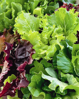 Salad Mix Seeds Lactuca Sativa Annual Mesclun Lettuce Mix