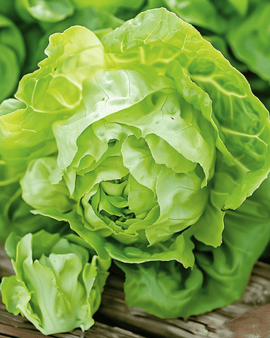 Semi di lattuga May Queen Lactuca sativa varietà annuale