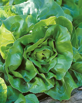 Semi di Lattuga Milan Lactuca Sativa Varietà Annuale