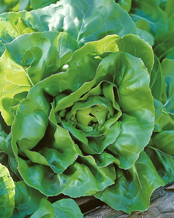Semi di lattuga Milan (Lactuca sativa) – ortaggio annuale