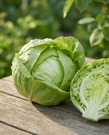 Lattuga Kagraner 2 (Lactuca sativa) – semi da orto annuali di SeedsChoice