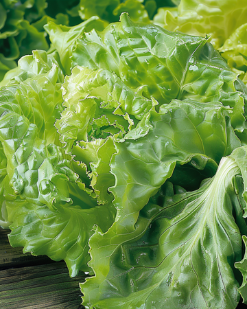 Semi di lattuga Batavia Blonde De Paris (Lactuca sativa) – ortaggio annuale