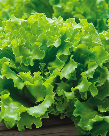 Semi Salanova Lettuce Vicinity (Lactuca sativa) – ortaggio annuale