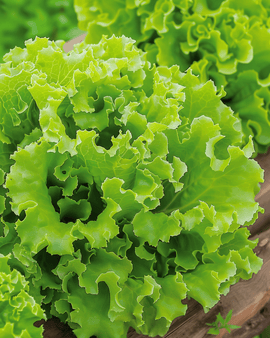 Semi di lattuga Lollo Bionda Lactuca sativa annuale