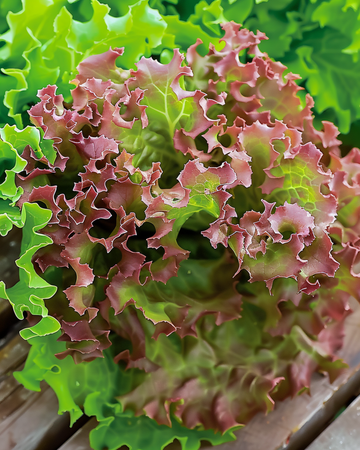 Semi di lattuga Lollo Rossa a foglia rossa (Lactuca sativa) – ortaggio annuale