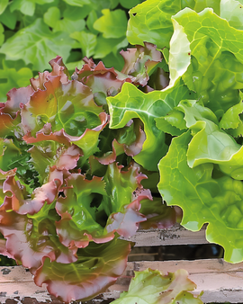 Semi di lattuga da taglio Amerikaanse Roodrand Lactuca sativa annuale