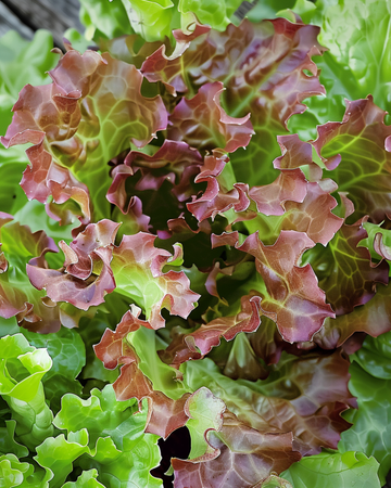 Semi di lattuga da foglia Red Salad Bowl (Lactuca sativa) – ortaggio annuale