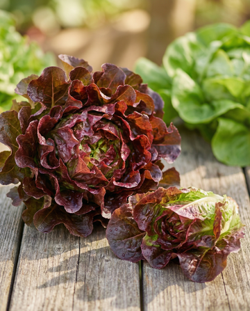 Lattuga da foglia Red Salad Bowl (Lactuca sativa) – semi annuali da orto di SeedsChoice