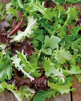 Mixed French Salad Seeds Lactuca Sativa Annual Mix