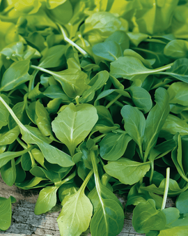 Corn Salad Seeds Valerianella Locusta Annual Verte A Coeur Plein 2