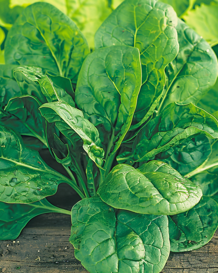 Spinach Amsterdams Reuzenblad 15g seeds (Spinacia oleracea) – annual vegetable