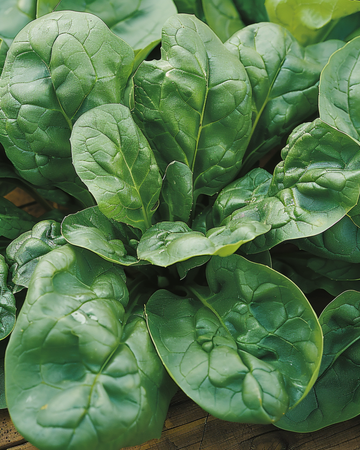 Semi di spinacio estivo Bazaroet (Spinacia oleracea) – verdura annuale