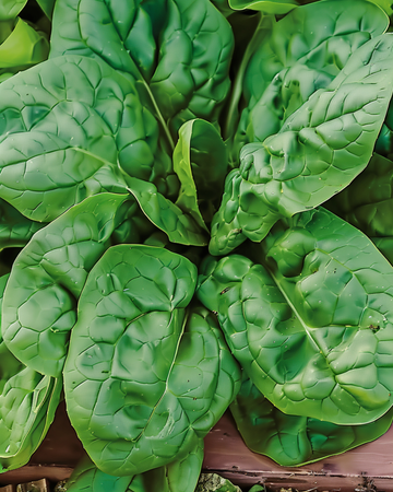 Semi di spinacio Viroflex Giant White (Spinacia oleracea) – verdura annuale