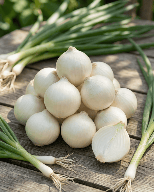 Cipolla da sottaceto De Barletta (Allium cepa) – semi di ortaggio annuale da SeedsChoice