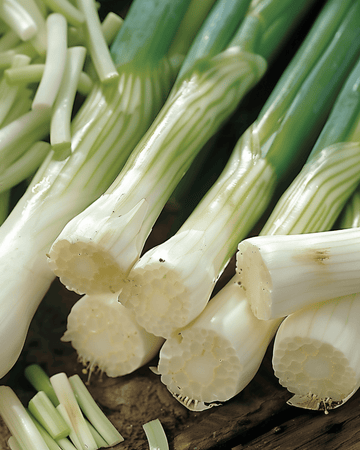 Semi di cipollotto Long White Ishikura (Allium fistulosum) – ortaggio annuale