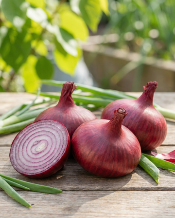 Cipolla Noordhollandse Bloedrode (Allium cepa) – semi di verdura annuali di SeedsChoice