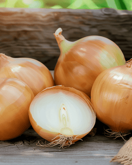Onion Rossa Lunga Di Firenze Seeds Allium Cepa Annual Florence Type