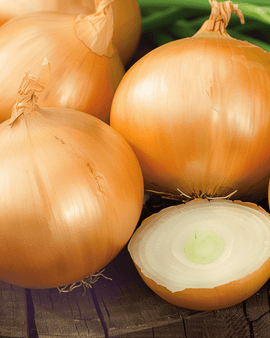 Cipolla Rijnsburger 5 Semi Allium cepa Varietà Annuale da Conservazione