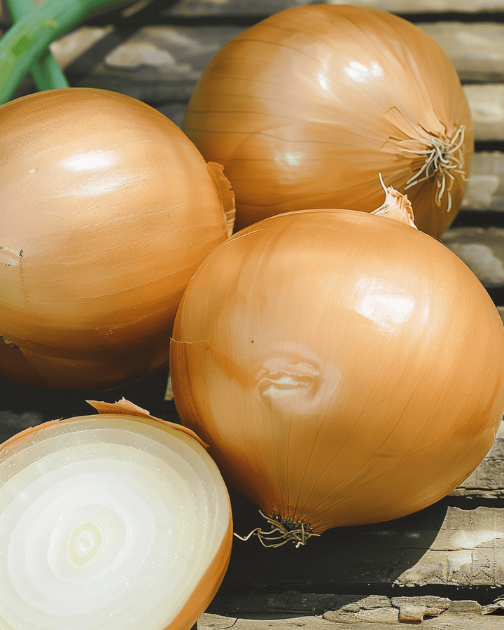 Semi di cipolla Hyskin F1 Hybrid (Allium cepa) – ortaggio annuale
