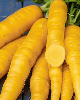 Semi di carota da foraggio Jaune De Doubs Daucus Carota annuale