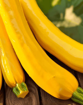 Zucchini Gold Rush F1 Seeds Cucurbita Pepo Annual
