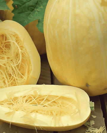 Semi di zucca spaghetti (Cucurbita pepo) – ortaggio annuale