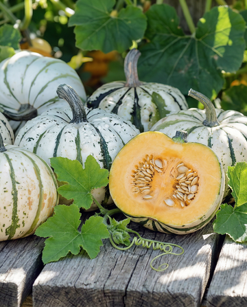 Zucca invernale Sweet Dumpling (Cucurbita pepo) – semi di ortaggi annuali di SeedsChoice