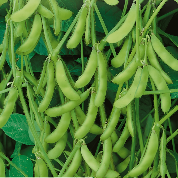 Semi di edamame soia a baccello verde (Glycine max) – ortaggio annuale