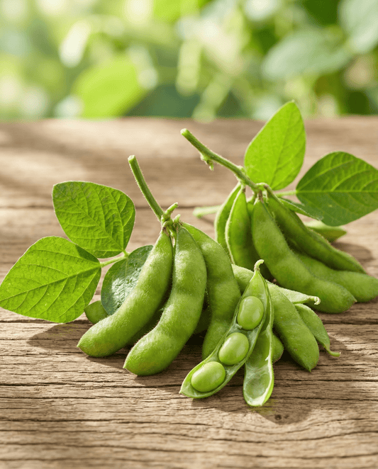 Semi di edamame soia a baccello verde (Glycine max) – ortaggi annuali da SeedsChoice