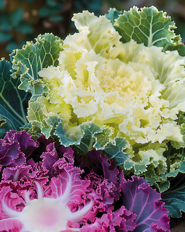 Semi di cavolo ornamentale Brassica oleracea annuale mix foglie frastagliate