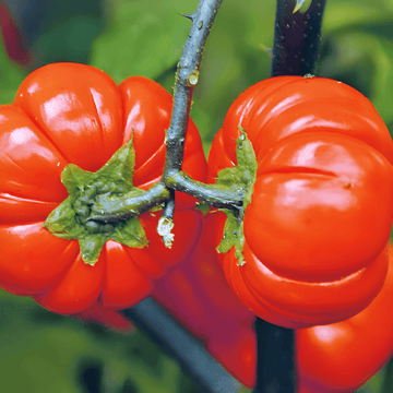 Pumpkin On A Stick seeds (Solanum aethiopicum) – annual vegetable