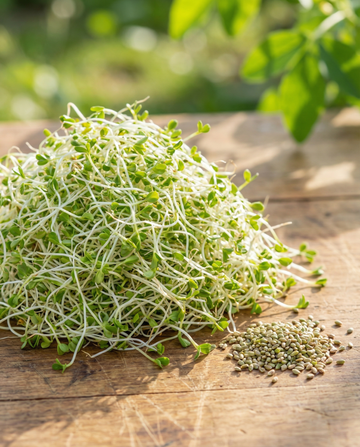 Erba medica germoglio 250g verdure (Medicago sativa) – semi biologici per germogliazione da SeedsChoice