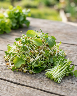 Salad Mix Seeds Organic Lactuca Sativa Sprouting 250g