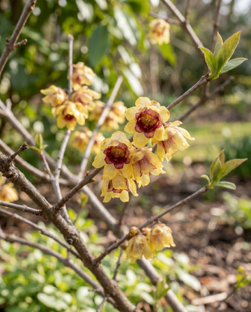 Semi di calicanto invernale a fioritura invernale (Chimonanthus praecox) – fiore